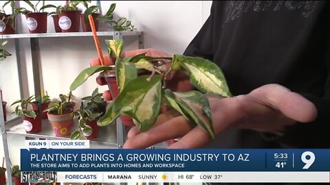 Tucson shop combines love of plants and pop culture