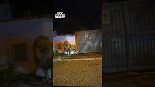 Lion Escapes Circus and Roams Italian Town: A Controversial Encounter