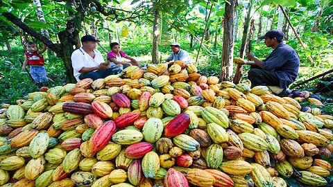 How Chocolate Is Made: From Cocoa Fruit to a Delicious Chocolate Bar