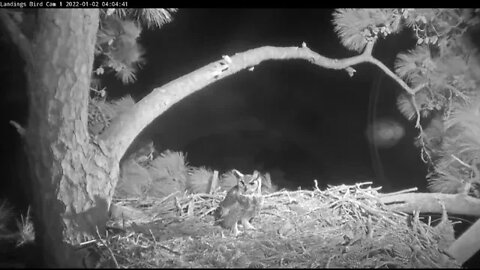 Great Horned Owl-Early Morning Visit 🦉 1/2/22 4:03 AM