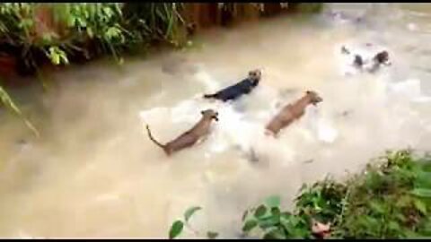 Barking Dogs Fighting for Catch fish - Funny Video