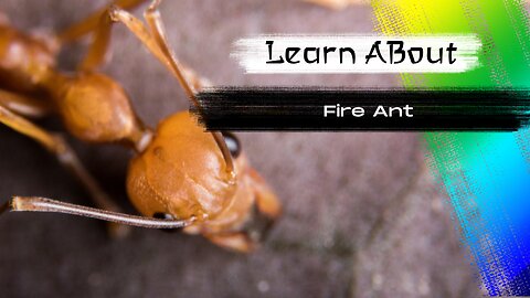 Fire Ant! 🐜 One Of The Most Dangerous Insects In The World
