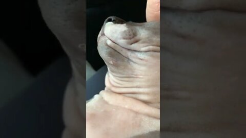 Blackhead popping as requested. #blackhead #sphynx