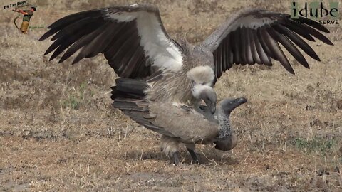 WILDlife: Vultures On the Ground