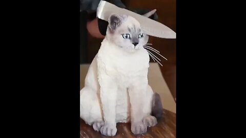 Cat Cake Cutting Funny animal|funny animals video|try not to laugh #cute & #funny - #cat - #video - #shorts