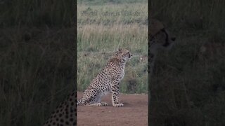 Wildlife Sightings Today 06/09/22 (Lions, Cheetah, etc) | Lalashe Maasai Mara | #shorts