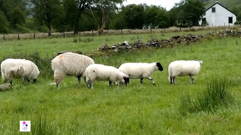 蘇格蘭高原綿羊叫聲🐑 Scottish Highland Sheep, a Sheep Farm in Crianlarich