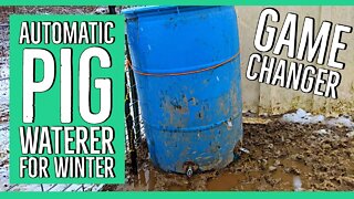 This Heated Automatic Pig Waterer Should Help! ||Weslyn Helps With Chores!||