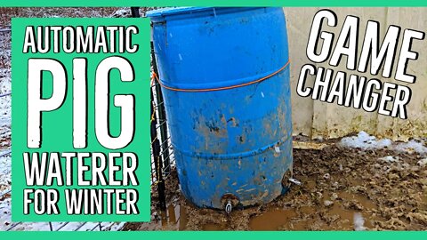 This Heated Automatic Pig Waterer Should Help! ||Weslyn Helps With Chores!||