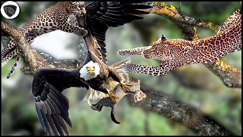 Mother Leopard Climbed Tree To Save Her Cub.