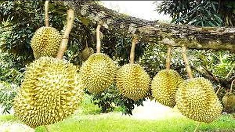 Asia Durian Farm and Harvest - Asian Durian Cultivation Technology and Durian Processing