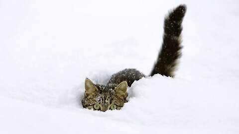 Should cats walk in snow -18C degree OMG!!