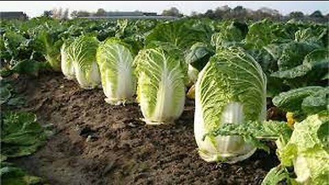 Beautiful Chinese Cabbage Farm and Harvest in Japan - Japan Agriculture Technology