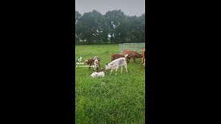 Shorthorn Plus calves chilling.