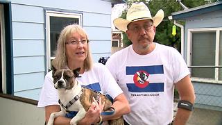 7Everyday Hero Cindy Marques volunteers for MidAmerica Boston Terrier Rescue