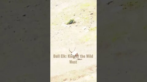 Bull Elk: King of the Wild West #Shorts