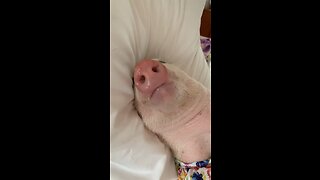 Porky pig