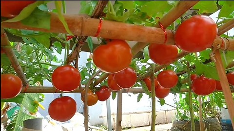 Grow tomatoes 🍅 🍅 for your family with this method, you won't have to buy tomatoes anymore