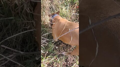 doggo digging to China #doggo #outdoors #dog #nature #animal #outdoordog