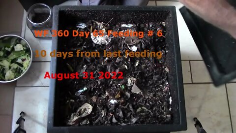 Worm Factory 360 day 65 Feeding #6 Aug. 31 2022
