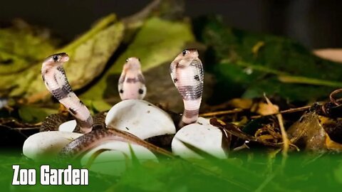 So magical! The video captures the whole scene of a snake hatching from an egg shell