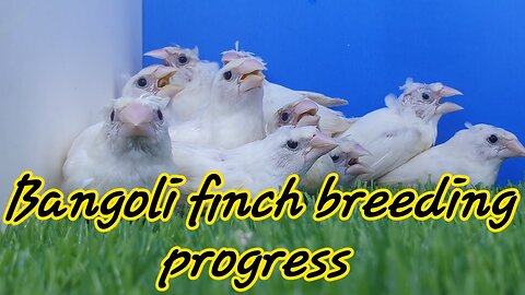 Bengali/society Finch breeding progress | bengali Finch setup