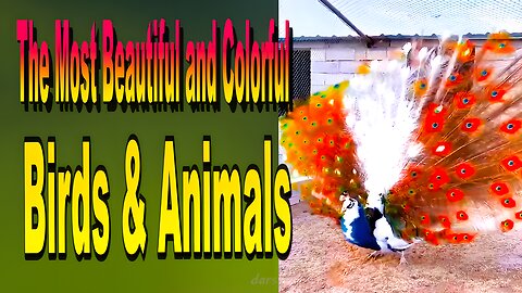 The Most Beautiful and Colorful Birds & Animals