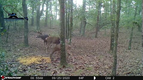 Trail cam target bucks