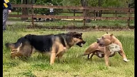 Two Beast Collide, German Shepard Attacks Pitbull