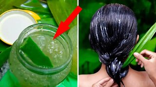 How to Make Aloe Vera Oil for Hair and Skin Care