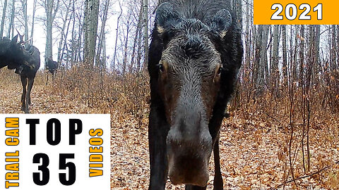 Best Trail Cam Footage - From Our Homestead