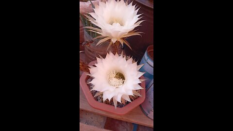 The splendor of the view of the bee among the cactus flowers