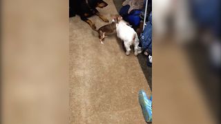 Baby Goat Finds Unusual Playmate