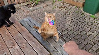 Kittens Elvis and Luna Playing with the new toy