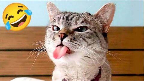 Funny Cats And Dogs Videos 😁 Funny Animal Videos 2024 😸 Part 93
