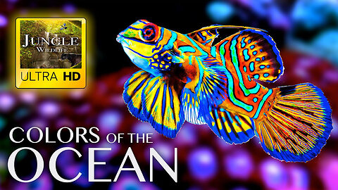 The Colors of the Ocean ULTRA HD - The Best Sea Animals