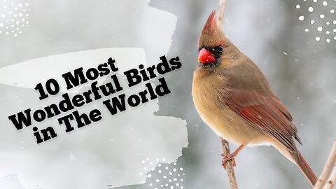 10 Most Wonderful Birds in The World 2023