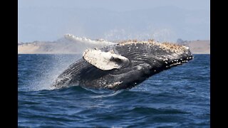 What If You Were Sucked Into a Whale's Blowhole?