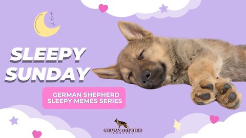 Sleepy Sunday 😴 Video #9 | German Shepherd Videos