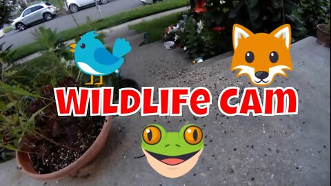 Wildlife And Nature Live Camera 🌻