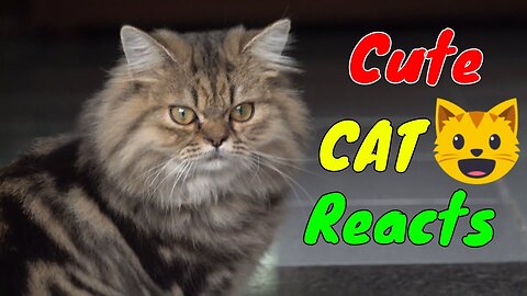 How Cat React When Seeing Stranger 1st Time - Running or Being Friendly 16? | Viral Cat