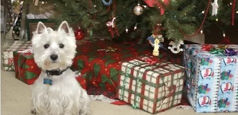 Grandma brings a gift for the dogs on Christmas