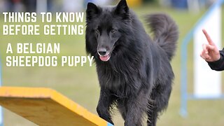 Belgian sheepdog Puppy, Things to know before getting a Belgian sheepdog Puppy