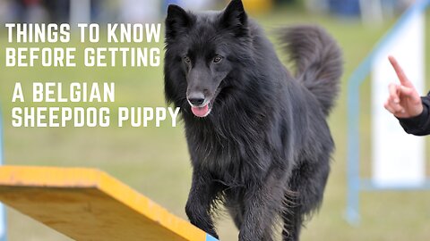 Belgian sheepdog Puppy, Things to know before getting a Belgian sheepdog Puppy