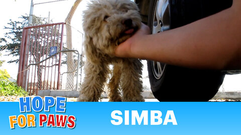 Stray Simba found a home just in time for the holidays :-)