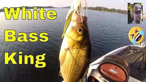 East Texas Schooling Bass, on Lone Star Lake
