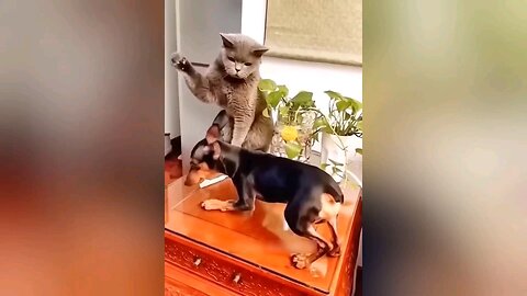 funniest thing with cat and dog