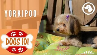 Dogs 101 - YORKIPOO - Top Dog Facts about the YORKIPOO | DOG BREEDS 🐶 #BrooklynsCorner