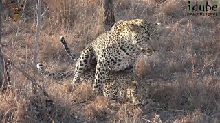 WILDlife: Leopards Making Babies