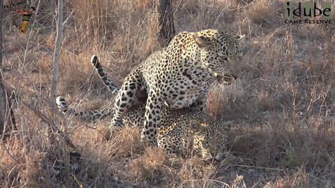 WILDlife: Leopards Making Babies